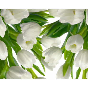 Праздничная скатерть с Тюльпанами Праздничная скатерть с Тюльпанами