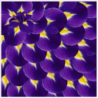 Стрейч атлас с принтом Ирисы Стрейч атлас с принтом Ирисы